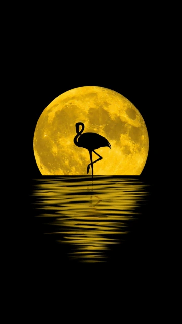 Flamingo Moon Reflection