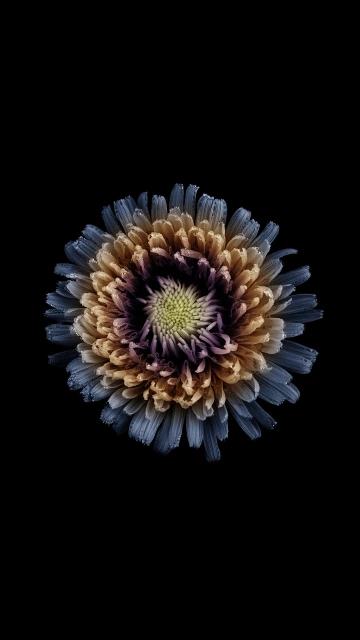 Flower with Black Background