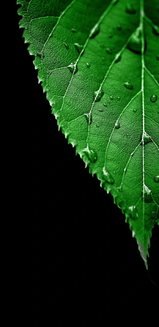 Green Leaf with Water Droplets
