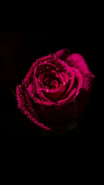 Pink Rose with Water Droplets