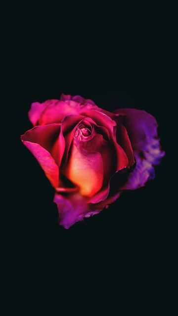 Purple Rose on Black Background