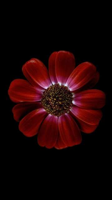 Red Flower on Black Amoled Background