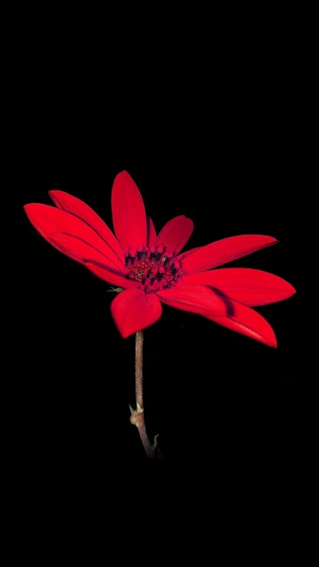 Red Flower on Black Background