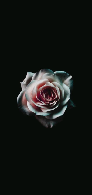 Rose on Black Background