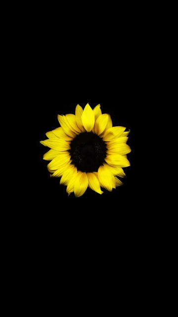 Sunflower on Black Background
