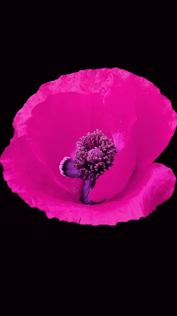 Vibrant Pink Poppy Flower