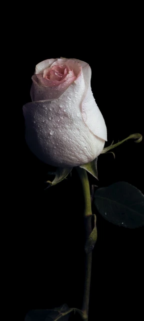 Amoled Pink Rose with