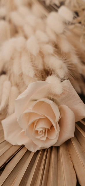 Beige Rose on Palms