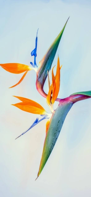 Bird of Paradise Flower