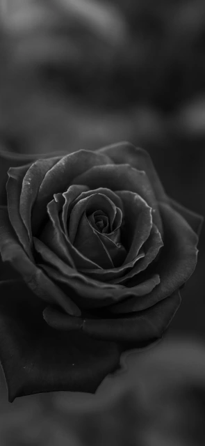 Black Rose Close Up