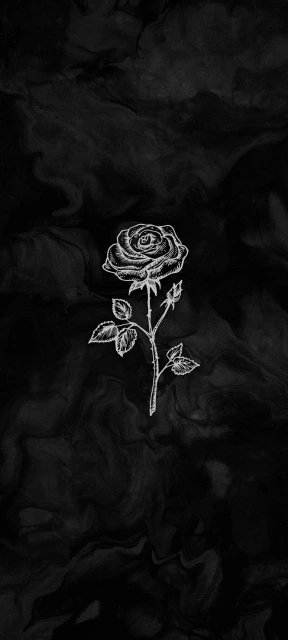 Black Rose Wallpaper