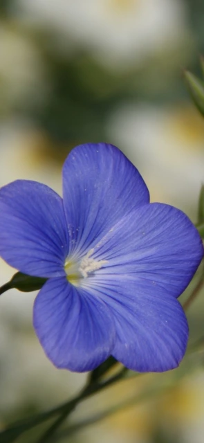 Blue Flower Close Up