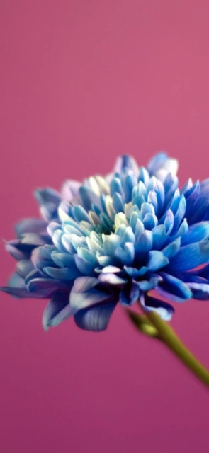 Blue Flower on Pink Background