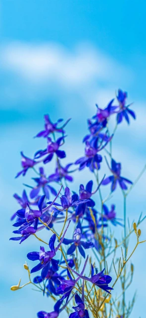 Blue Flowers Against Sky