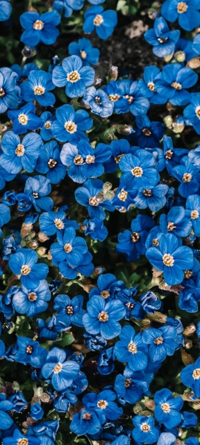 Blue Flowers Close Up Background