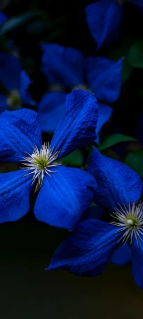 Blue Flowers Close Up