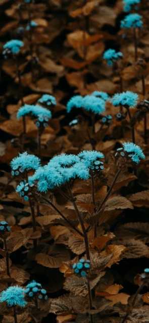 Blue Flowers on Brown Leaves