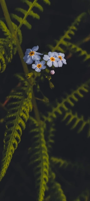 Blue Flowers with Ferns