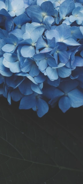Blue Hydrangea Bloom