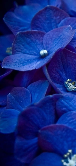 Blue Hydrangea Close up