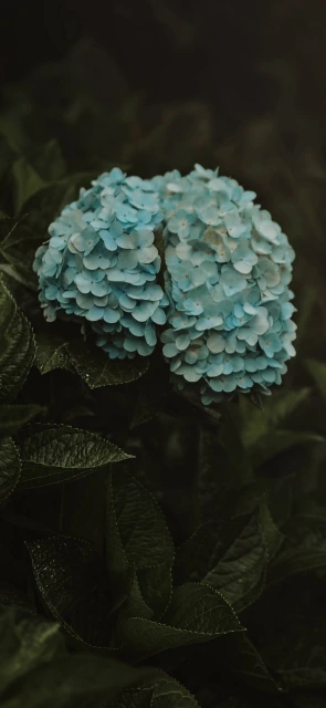 Blue Hydrangeas on Green Leaves