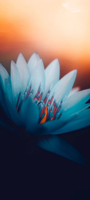 Blue Lotus Flower