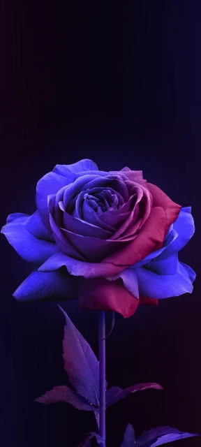 Blue Red Rose