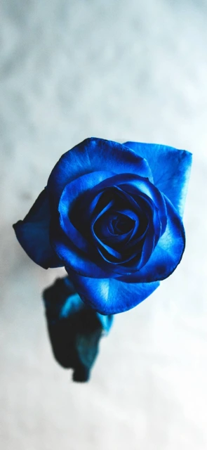 Blue Rose Close up
