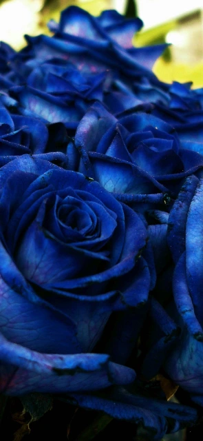 Blue Roses Close Up