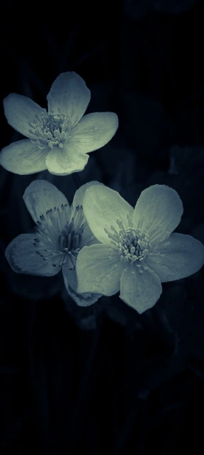 Blue Tinted Flowers