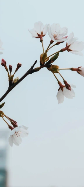 Cherry Blossom Branch
