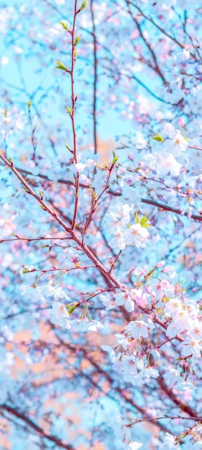 Cherry Blossom Branches 4