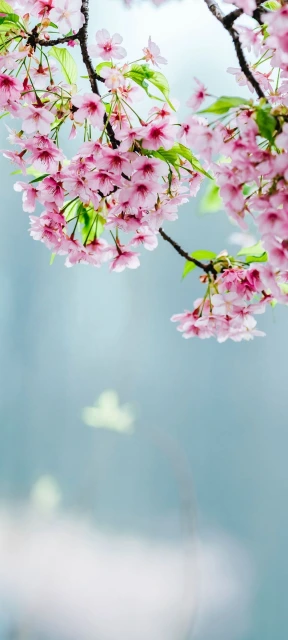 Cherry Blossom Branches in Sky
