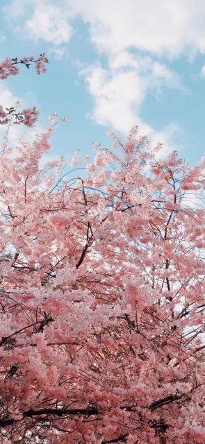 Cherry Blossom Sky