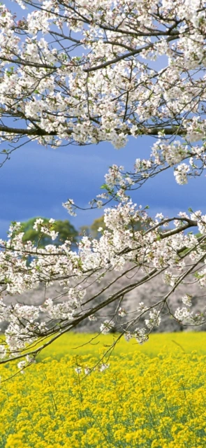 Cherry Blossoms Field
