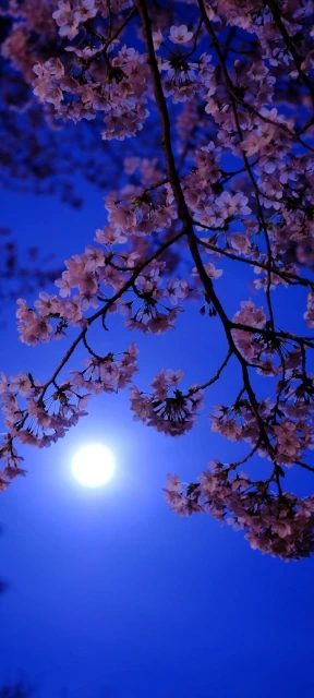 Cherry Blossoms Moon Sky