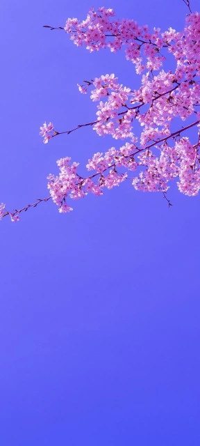 Cherry Blossoms Sky