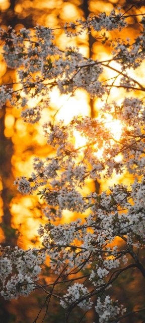 Cherry Blossoms Sunset