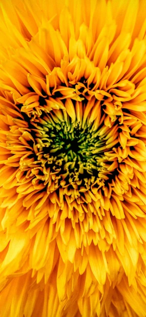 Close up Sunflower Petals