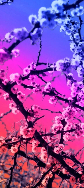 Colorful Flower Branches