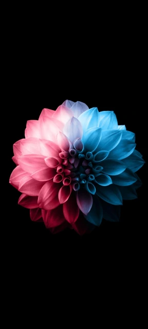 Colorful Flower Wallpaper