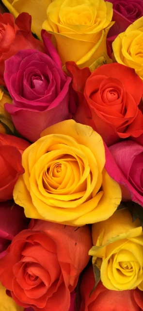 Colorful Roses Wallpaper