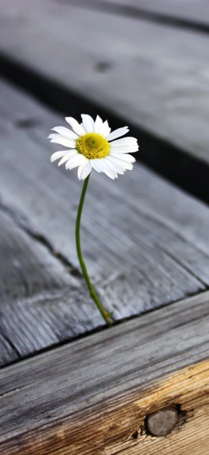 Daisy on Wooden Board