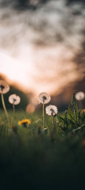 Dandelion Field Sunset