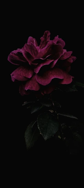 Dark Purple Rose