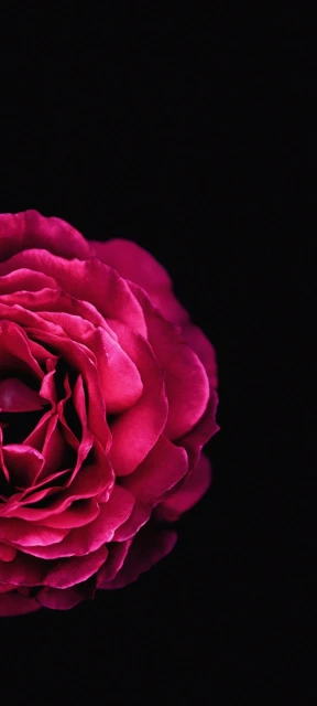 Deep Pink Rose