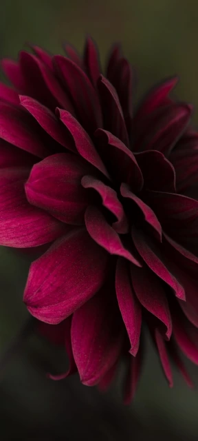 Deep Red Flower Closeup