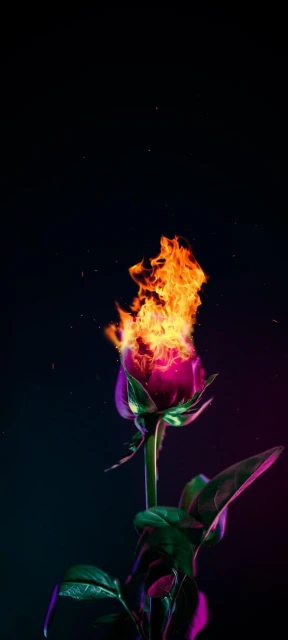 Flaming Rose Wallpaper