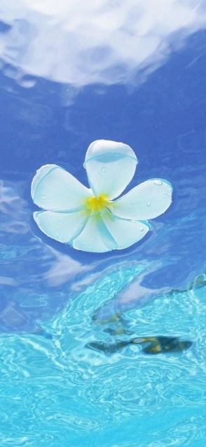 Flower in Water