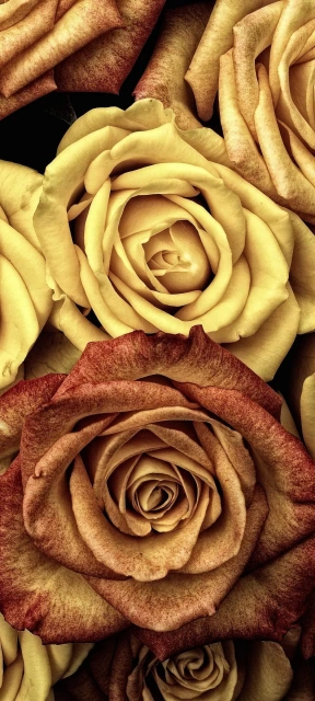 Golden Roses Closeup